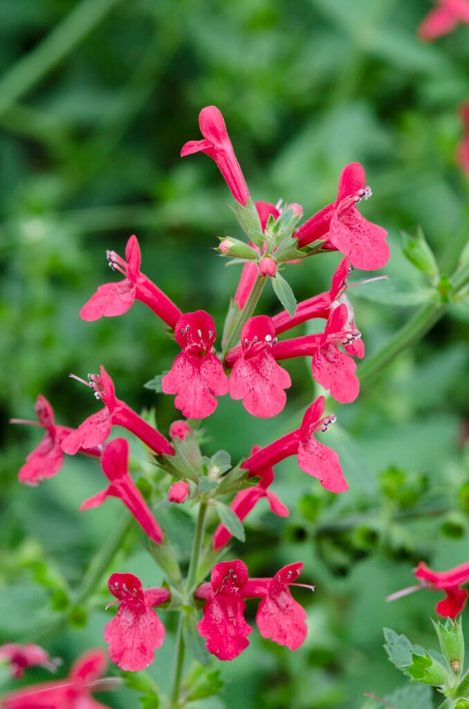 hedge nettle