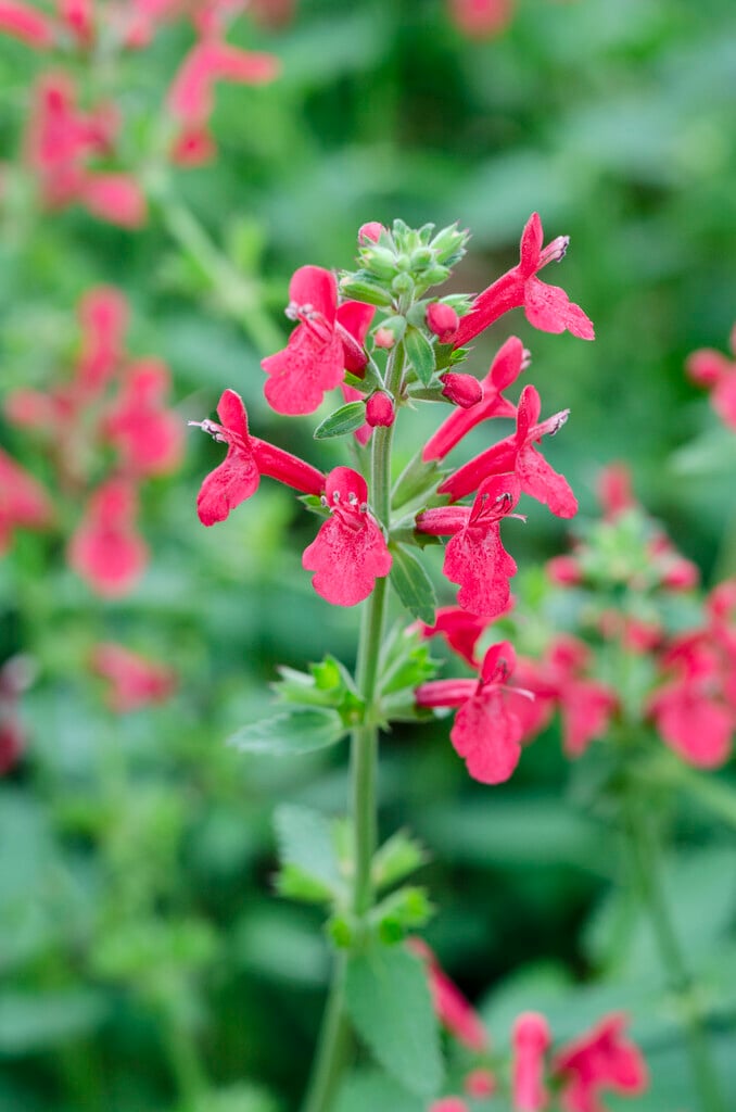 hedge nettle