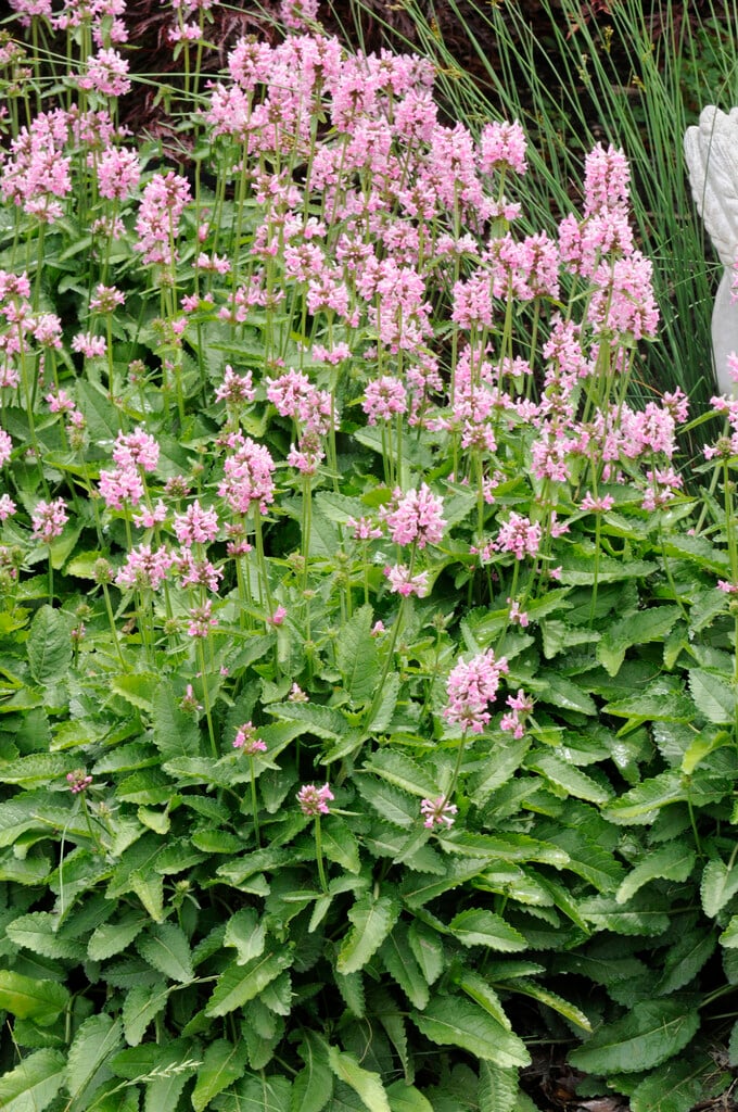 <i>Betonica</i> <i>officinalis</i> 'Pink Cotton Candy'