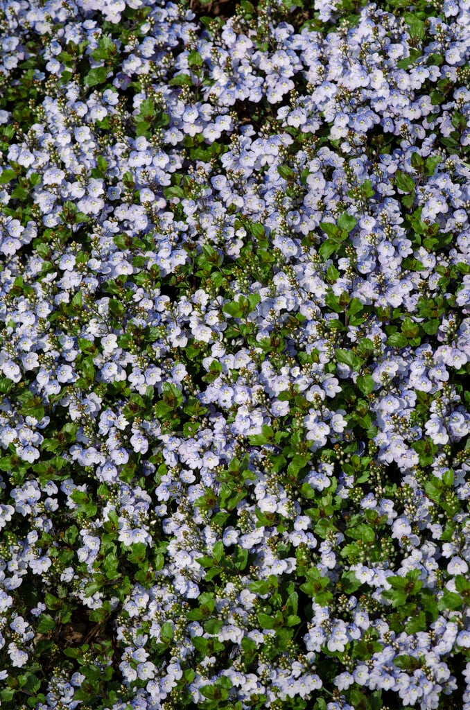 creeping speedwell 'Waterperry Blue'