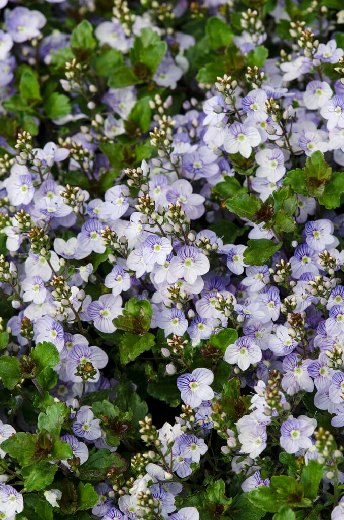 creeping speedwell 'Waterperry Blue'