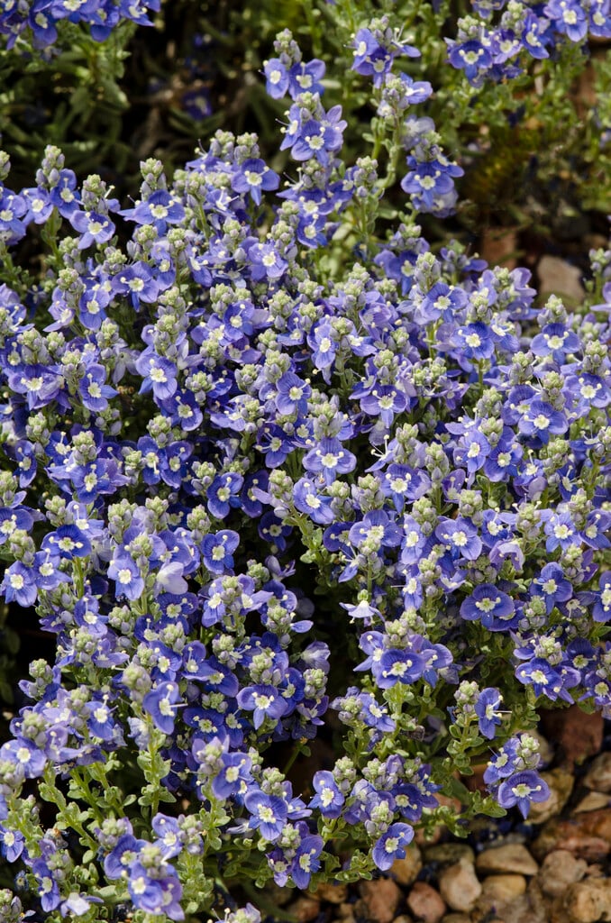 ash-coloured speedwell