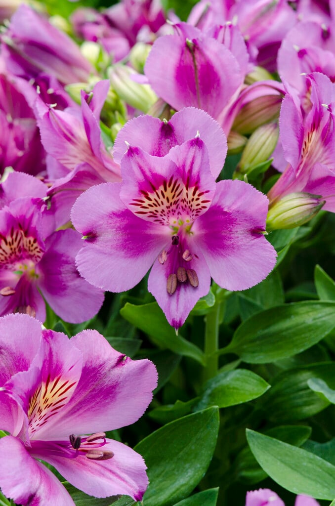 Peruvian lily [Princess Lilian]