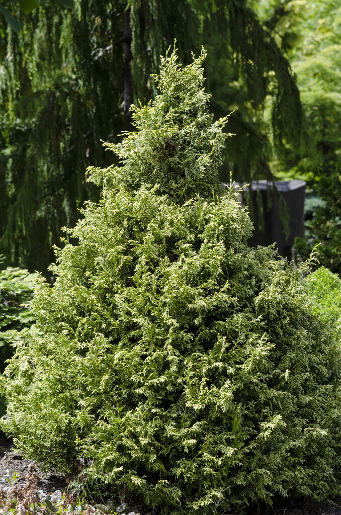 Chamaecyparis obtusa &Nana Variegata& | hinoki cypress &Mariesii ...