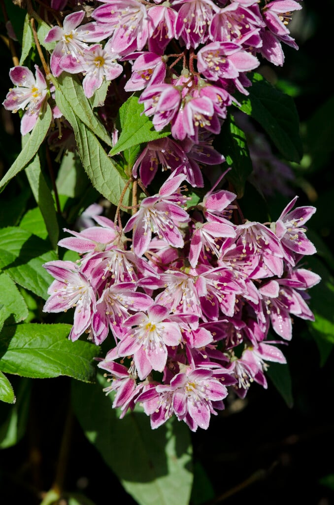 <i>Deutzia</i> [<span style="font-variant: small-caps;">Pink-a-boo</span>] ('Monzia')