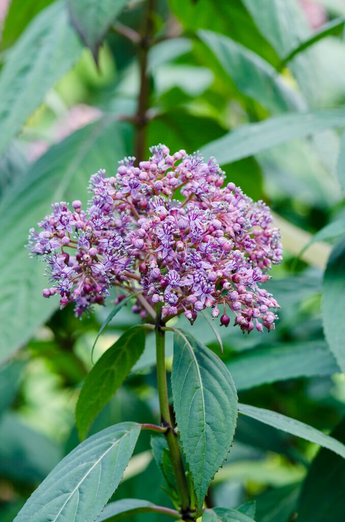 Chinese quinine