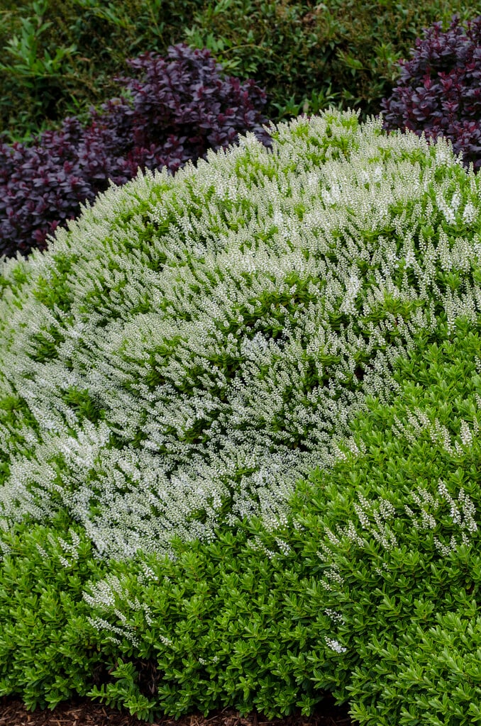 <i>Veronica</i> <i>cupressoides</i> 'Golden Dome' (H)