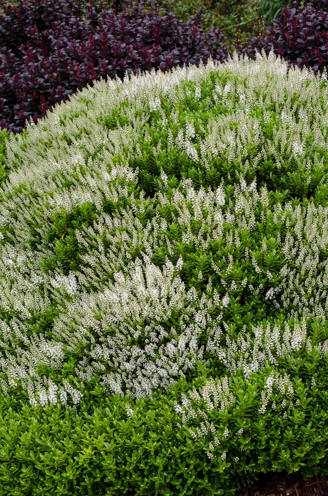 <i>Veronica</i> <i>cupressoides</i> 'Golden Dome' (H)