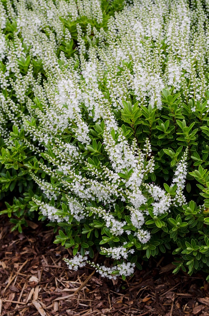 <i>Veronica</i> <i>cupressoides</i> 'Golden Dome' (H)