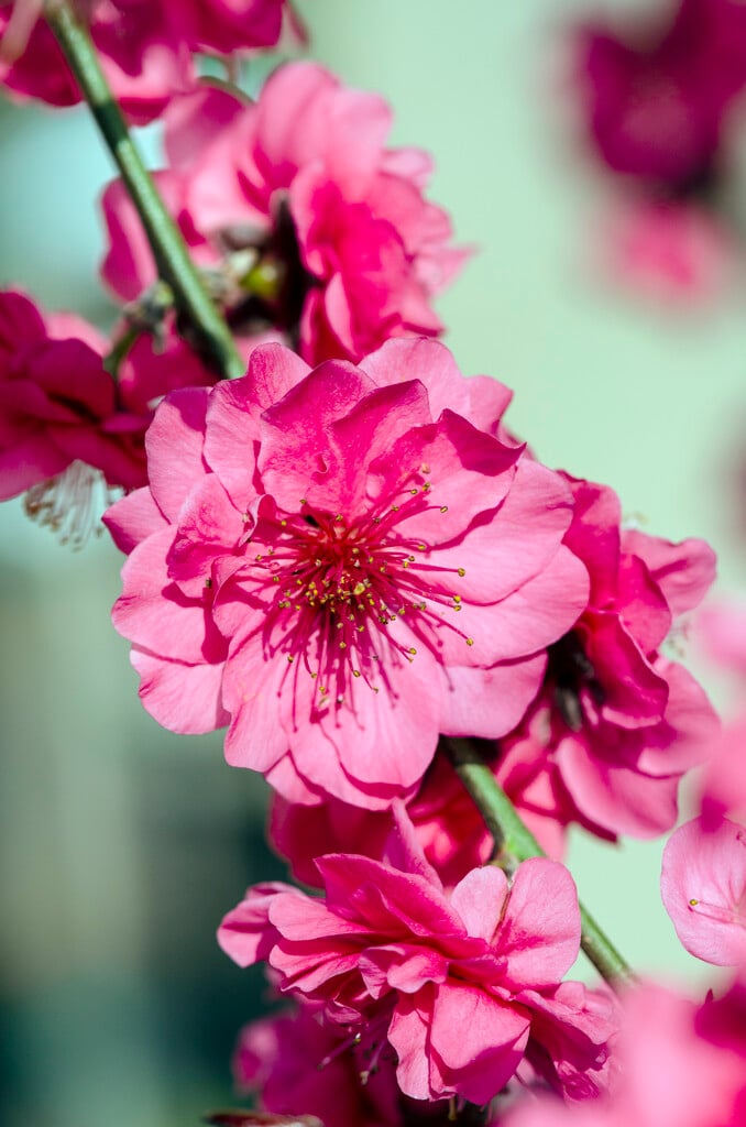 peach 'Crimson Cascade'