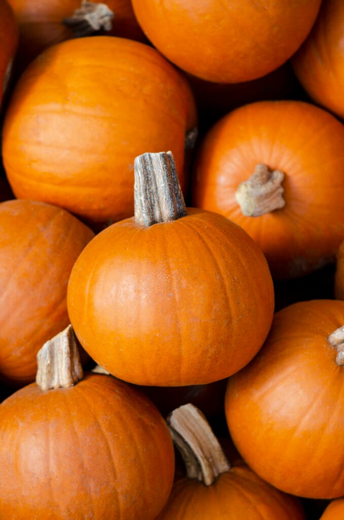 great pumpkin