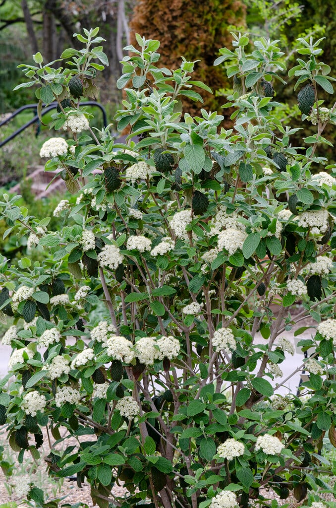 arrowwood 'Alleghany'