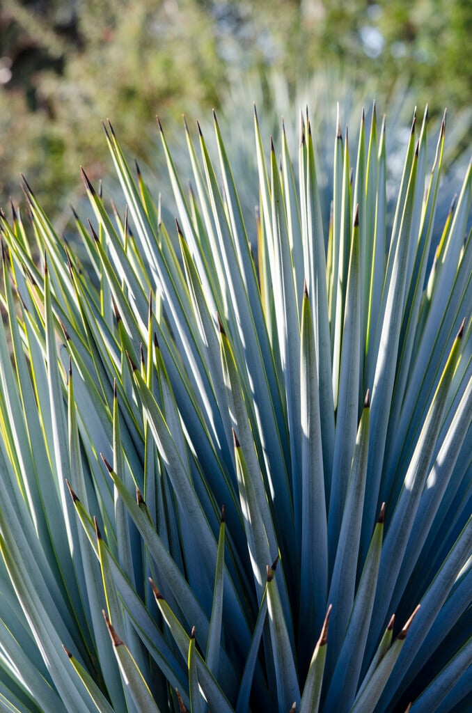 <i>Yucca</i> <i>rigida</i>