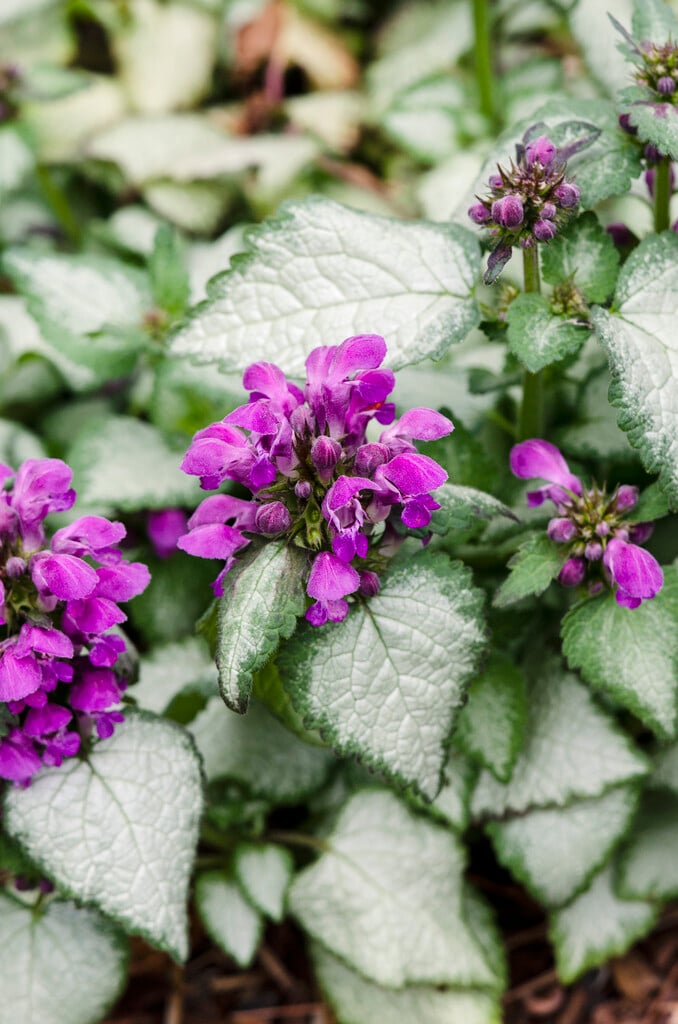 <em>Lamium</em> <em>maculatum</em> 'Purple Dragon'