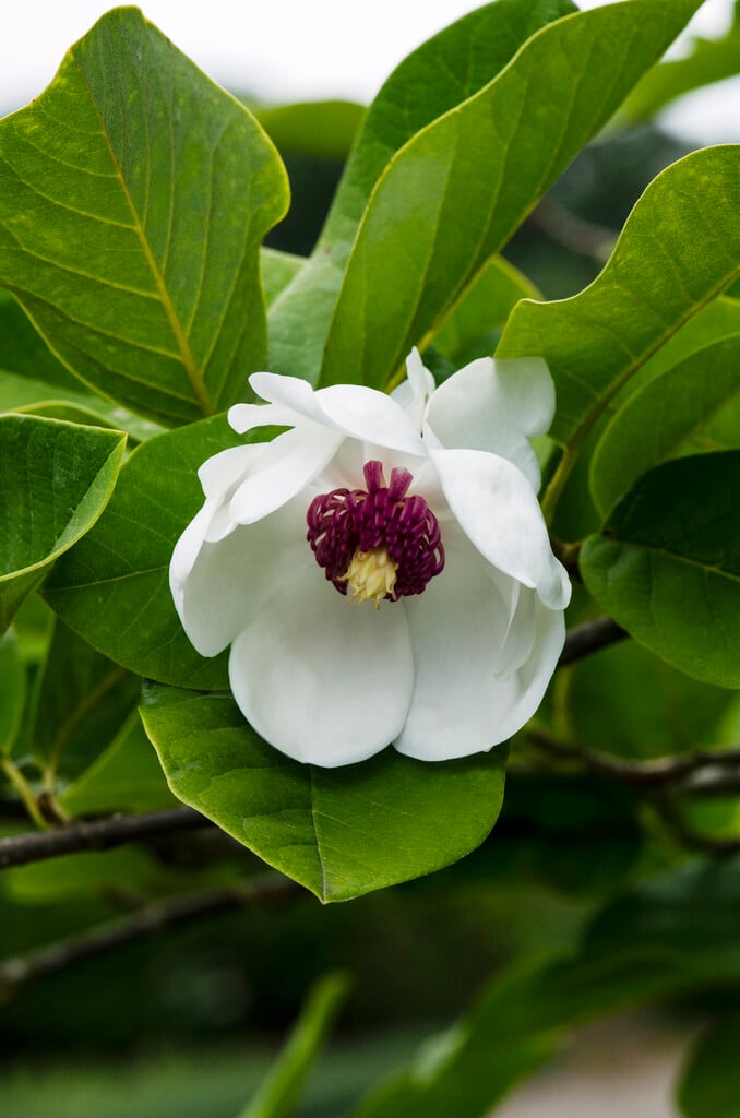 Magnolia parviflora | small-flowered magnolia Trees/RHS Gardening