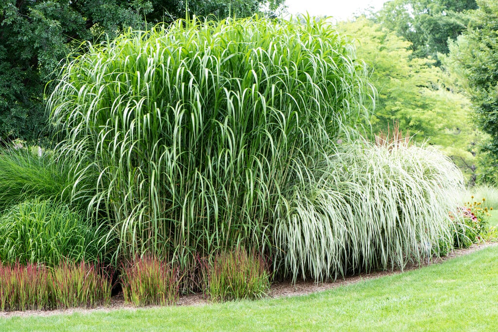 <em>Miscanthus</em> × <em>giganteus</em>
