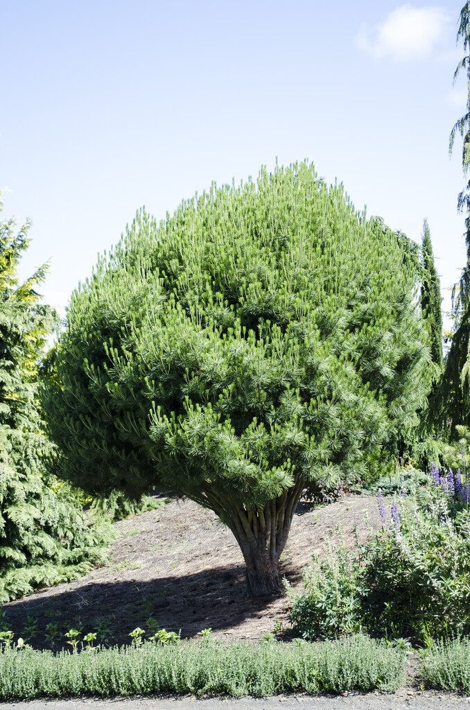 Japanese red pine 'Umbraculifera'