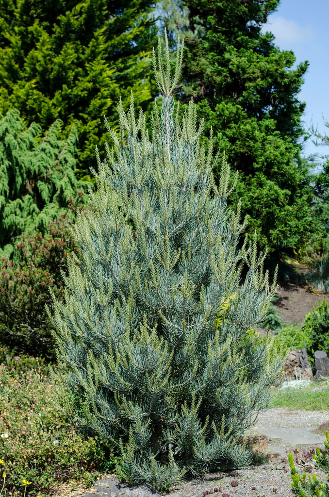 single-leaf pinyon
