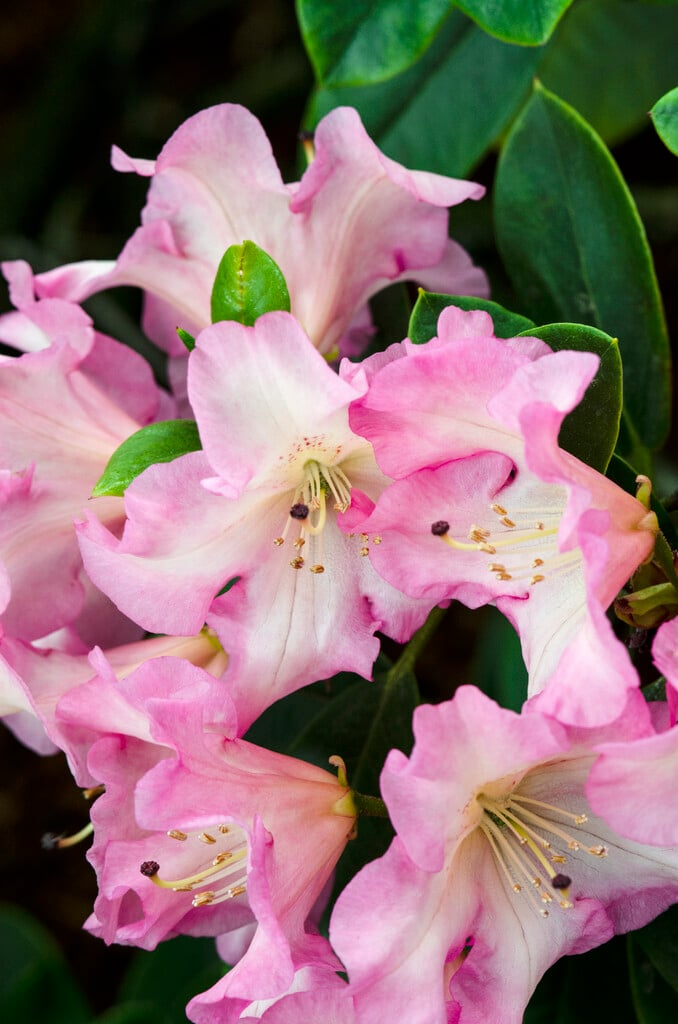 rhododendron 'Bruce Brechtbill'