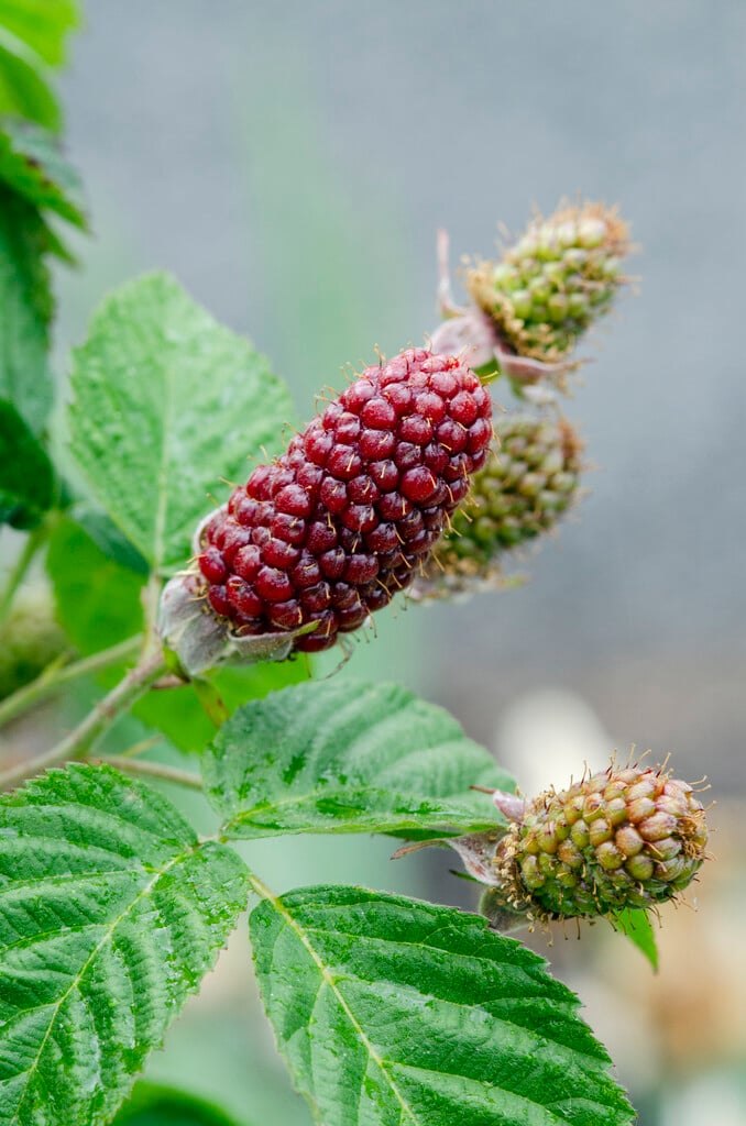 tayberry