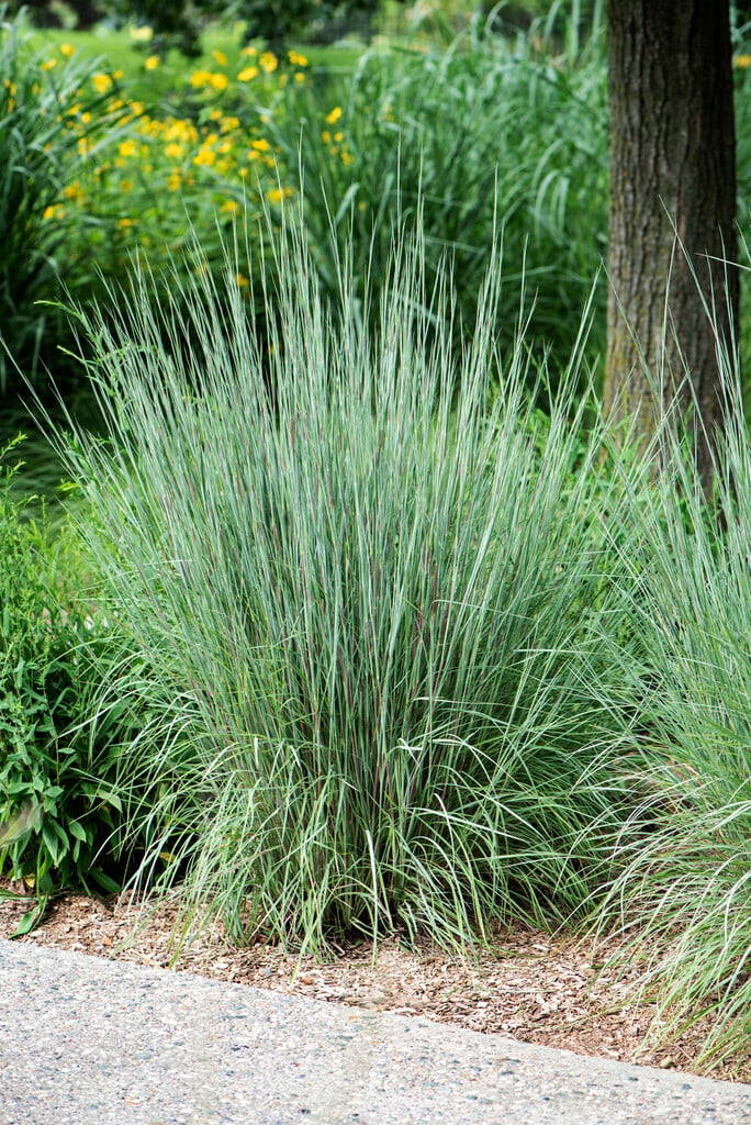 <em>Schizachyrium</em> <em>scoparium</em> 'The Blues'