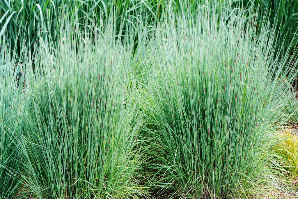 <em>Schizachyrium</em> <em>scoparium</em> 'The Blues'