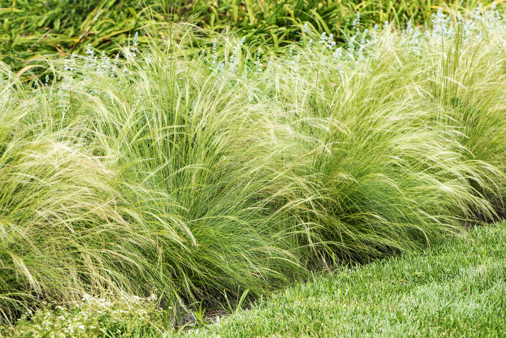 Stipa Tenuissima Pony Tails Mexican Feather Grass