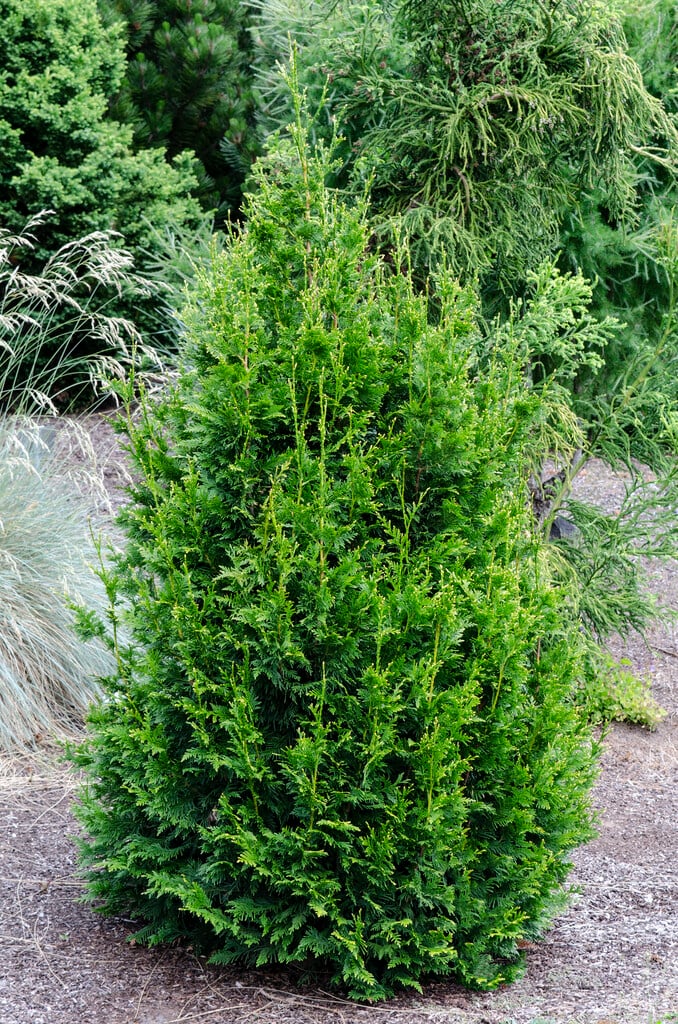 <i>Thuja</i> <i>plicata</i> 'Can-can' (v)