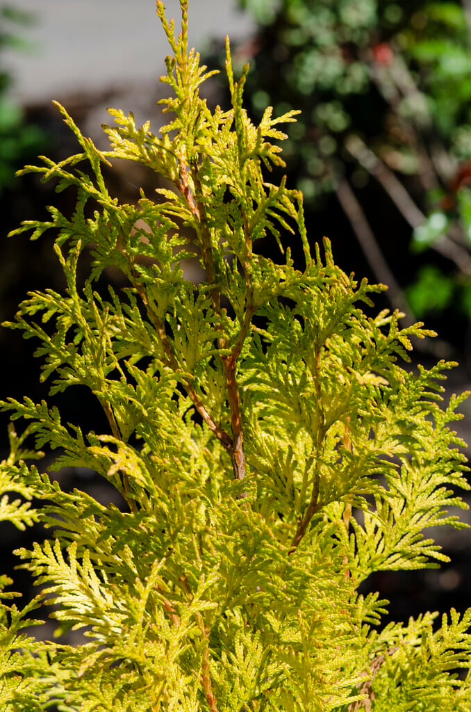 <i>Thuja</i> <i>plicata</i> [<span style="font-variant: small-caps;">Golden Spire</span>] ('Daniëllow')