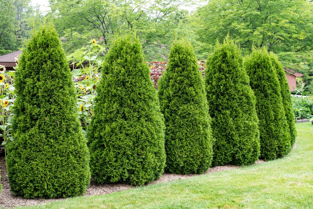 white cedar