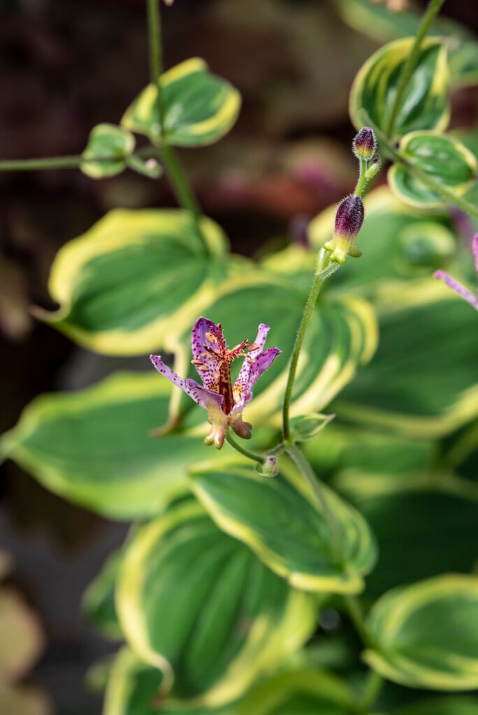 toad lily 'Autumn Glow'