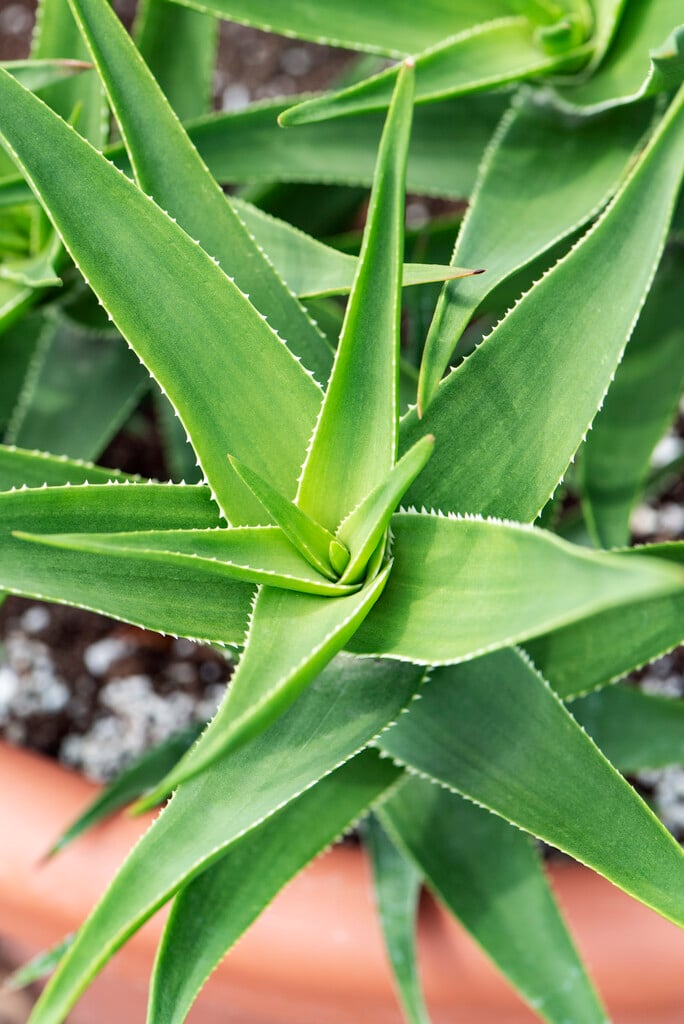 climbing aloe