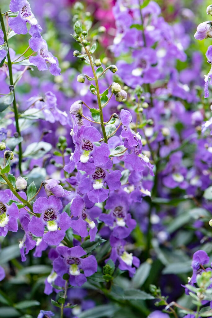 <i>Angelonia</i> <i>angustifolia</i> [<span style="font-variant: small-caps;">Archangel Purple</span>] ('Balarcpur') (Archangel Series) [1]