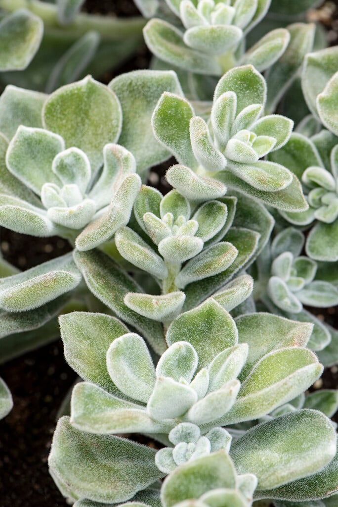 chenille plant 'Frosty'