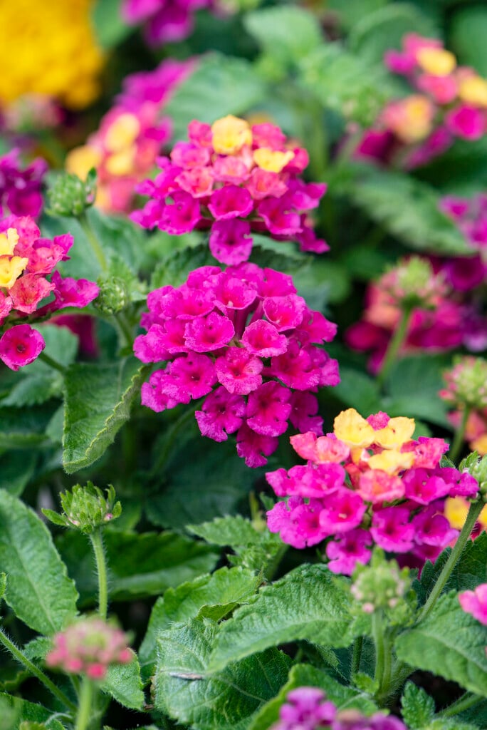 <i>Lantana</i> <i>camara</i> [<span style="font-variant: small-caps;">Bandana Cherry</span>] ('Bante Cheria') (Bandana Series)