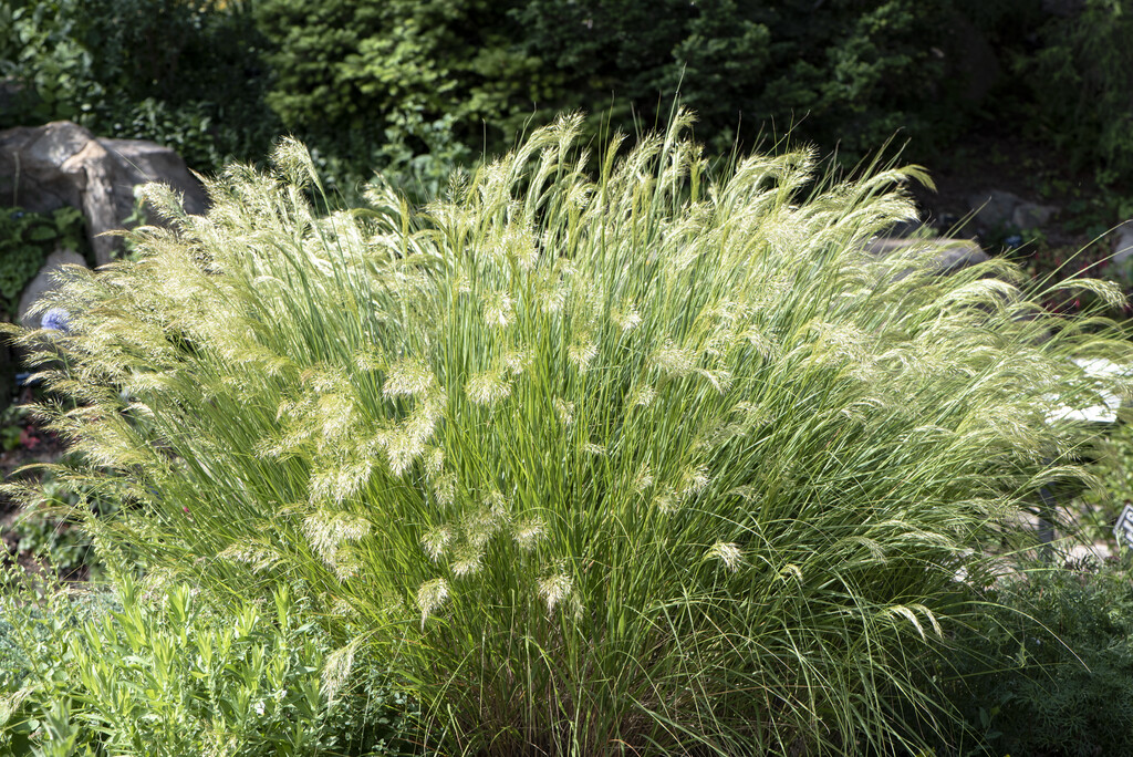 rough feather grass