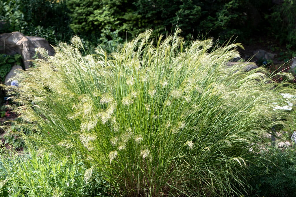 rough feather grass