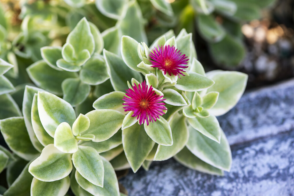 baby sun rose 'Variegata'