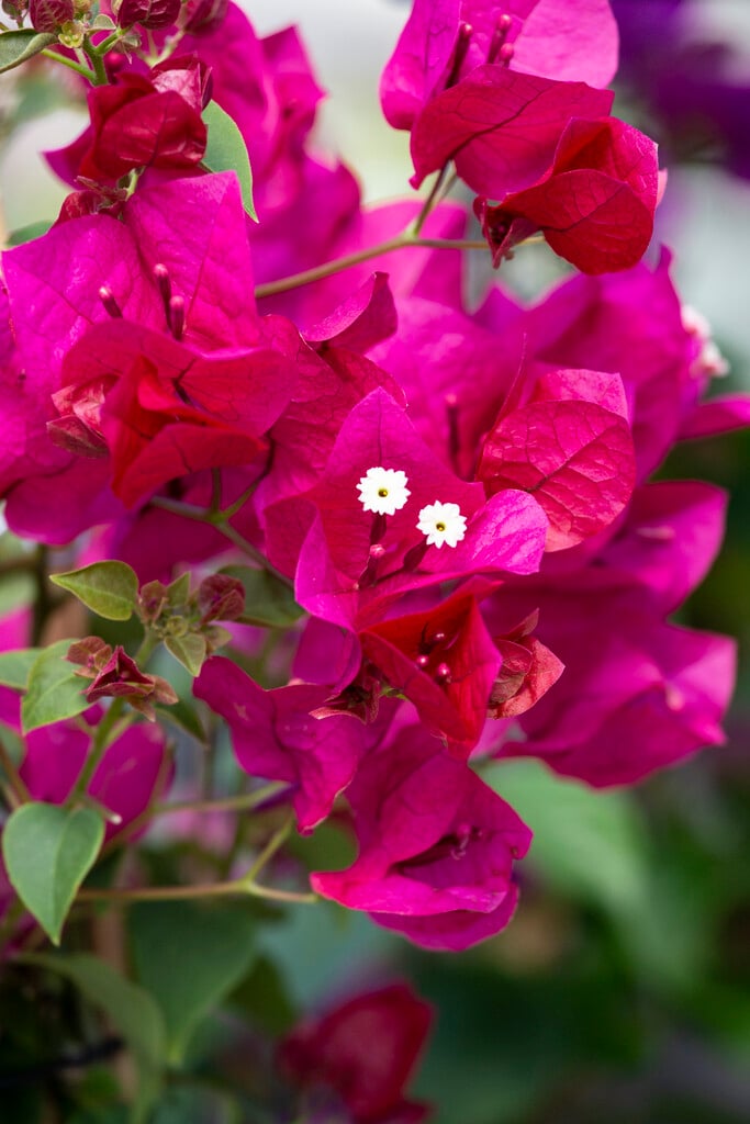 <i>Bougainvillea</i> × <i>buttiana</i> 'Barbara Karst'
