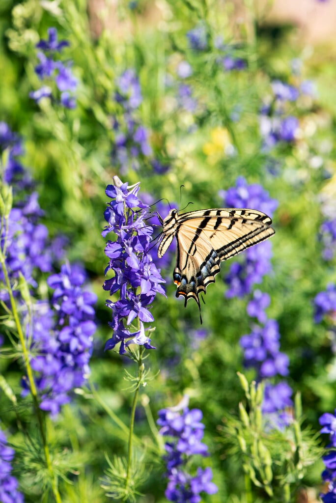 giant larkspur