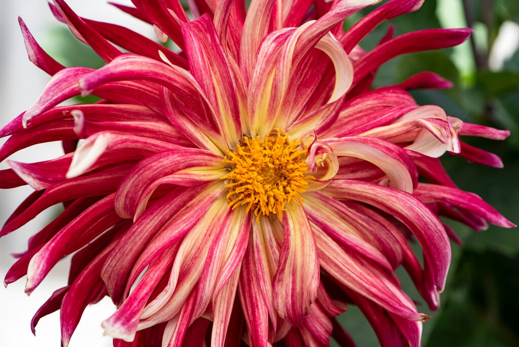 <i>Dahlia</i> 'Manhattan Island' (D)