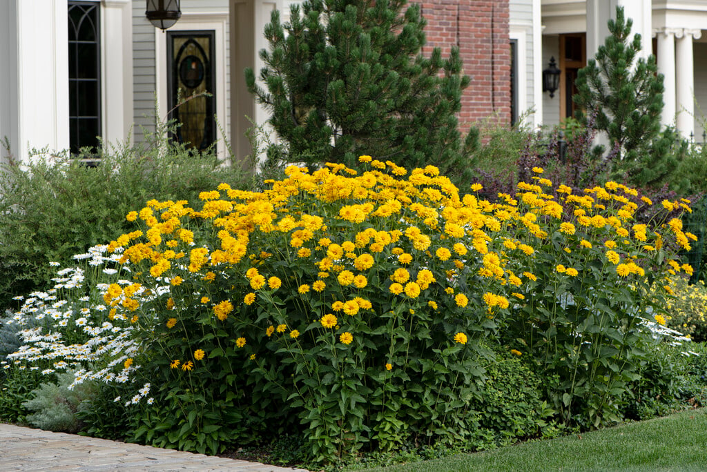 false sunflower 'Sommersonne'