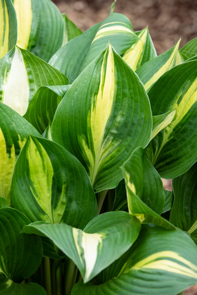 plantain lily 'American Sweetheart'