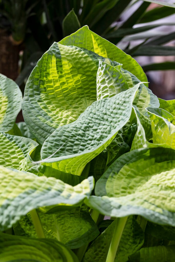 plantain lily 'Brother Stefan'
