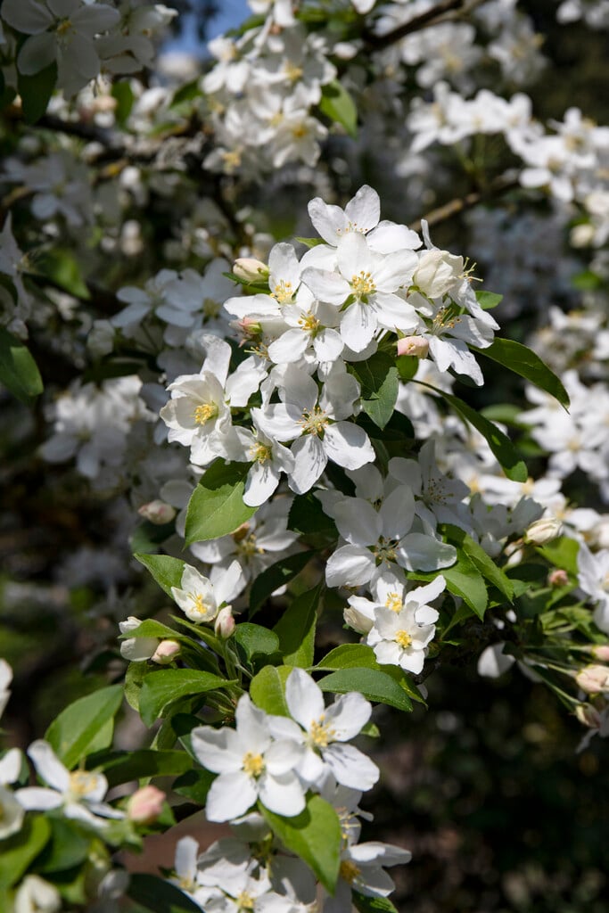 <i>Malus</i> 'White Angel'