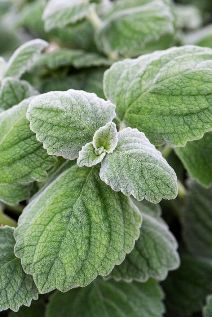 coleus 'Nicoletta'