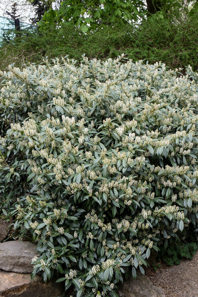 cherry laurel 'Otto Luyken'