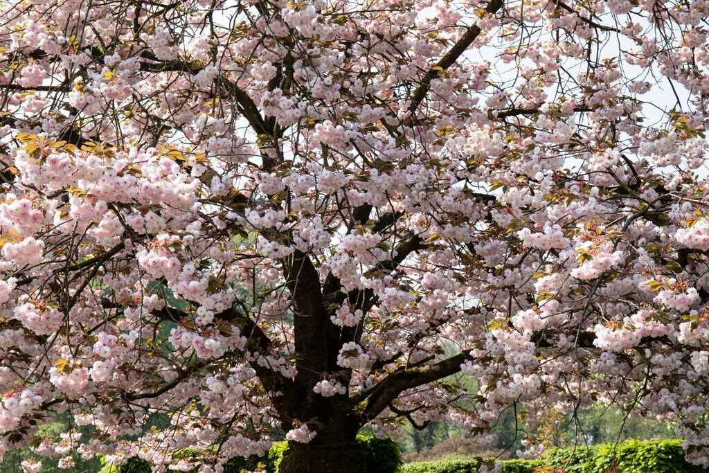 cherry 'Kofugen'