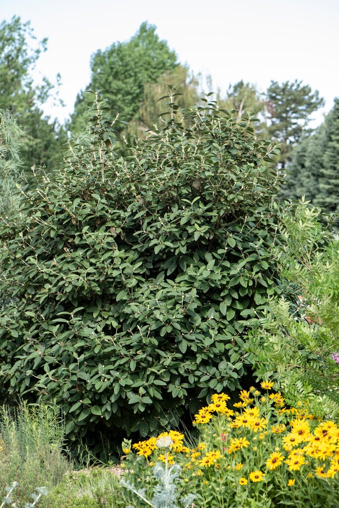 arrowwood 'Alleghany'