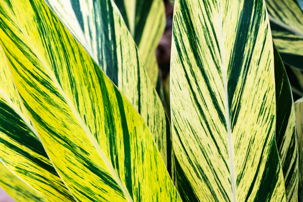 <i>Alpinia</i> <i>zerumbet</i> 'Variegata' (v)